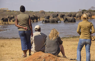 Walking Safari at Ivory Waterhole