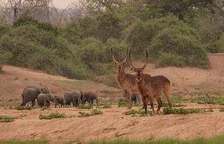 Elephant herd & waterbuck