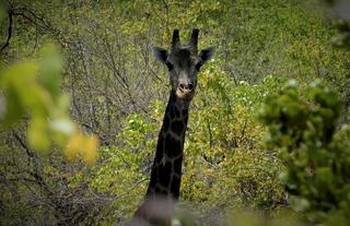 Giraffe in Gonarezhou