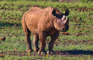 Rhino 