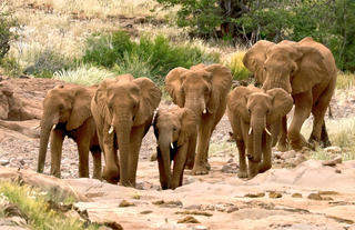 Elephants 