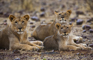 Lions