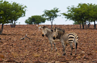 Zebras