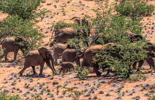 Desert Elephant tracking