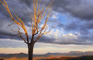 Lightning tree Limpopo