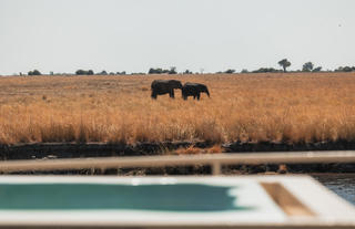 Chobe Princess_Game Viewing from Vessel