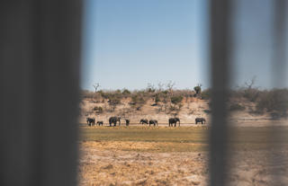 Chobe Princess Game Viewing from Vessel