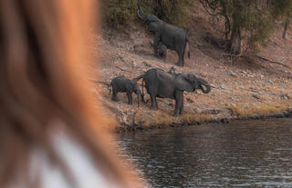 Chobe Princess Game Viewing from Vessel