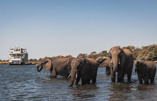 Chobe Princess with Elephant heard