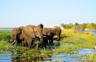 Chobe Princess with Elephants 1