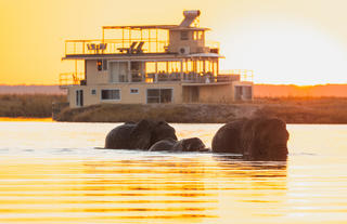 Chobe Princess with Elephants crossing