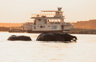 Chobe Princess with Elephants crossing at sunset