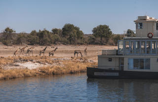 Chobe Princess with Giraffes