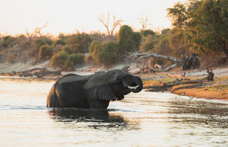 Zambezi Queen Collection Game Viewing Elephant Sunset