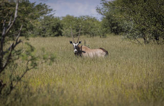 Oryx Antelope 
