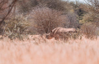 Rhino Tracking: An Unforgettable Experience