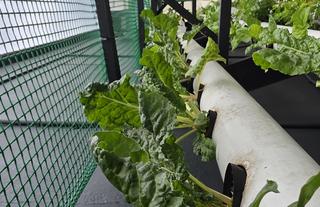 Hydroponic Garden