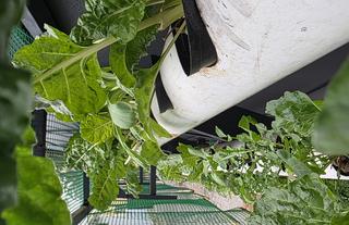 Hydroponic Garden