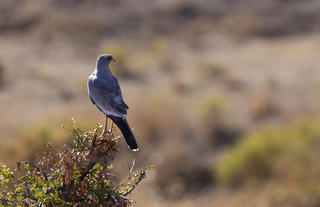 Guest Experience at Sanbona Wildlife Reserve