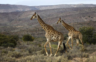Guest Experience at Sanbona Wildlife Reserve
