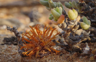 Guest Experience at Sanbona Wildlife Reserve