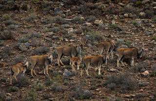 Guest Experience at Sanbona Wildlife Reserve