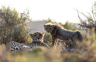 Guest Experience at Sanbona Wildlife Reserve