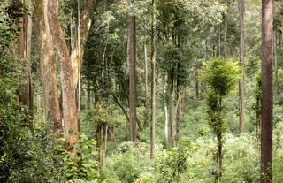 Kitich Camp Forest Walks