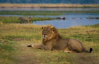 Lion in Mana Pools