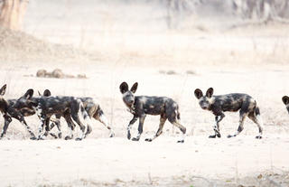 Wild dogs in Mana Pools