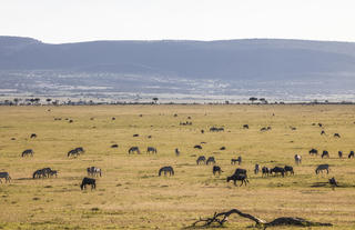 Views across ol kinyei conservancy