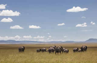 Large Elephant Herds in Ol kinyei Conservancy