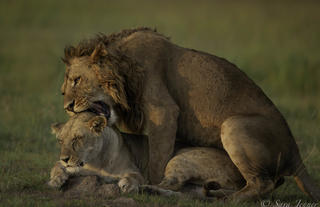 Lions in Ol Kinyei