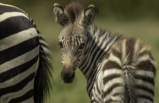 Zebra in Ol Kinyei
