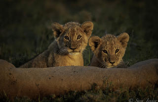 Cubs in Ol Kinyei Conservancy 