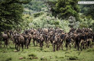 Porini Mara Camp - Ol Kinyei Conservancy
