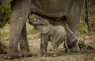 Baby elephant spotted on a game drive in the conservancy