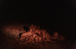 Night game drive