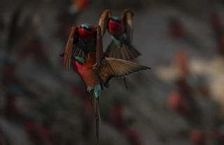 Carmine Bee-Eater 