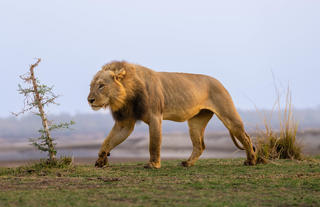 Male Lion