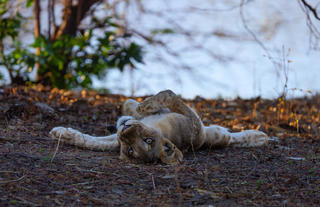 Lion Cub