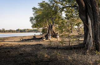 Walking Safari 