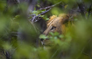 Male Lion