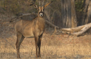 Roan Antelope 