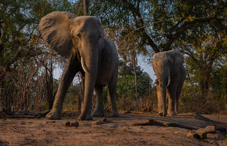 Elephant at Hide