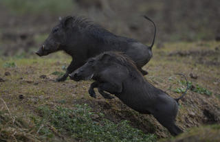 Warthog 