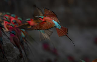 Carmine Bee-Eater 