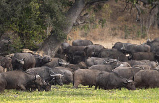 Buffalo Herd