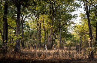 Walking Safari 