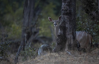 Kudu 